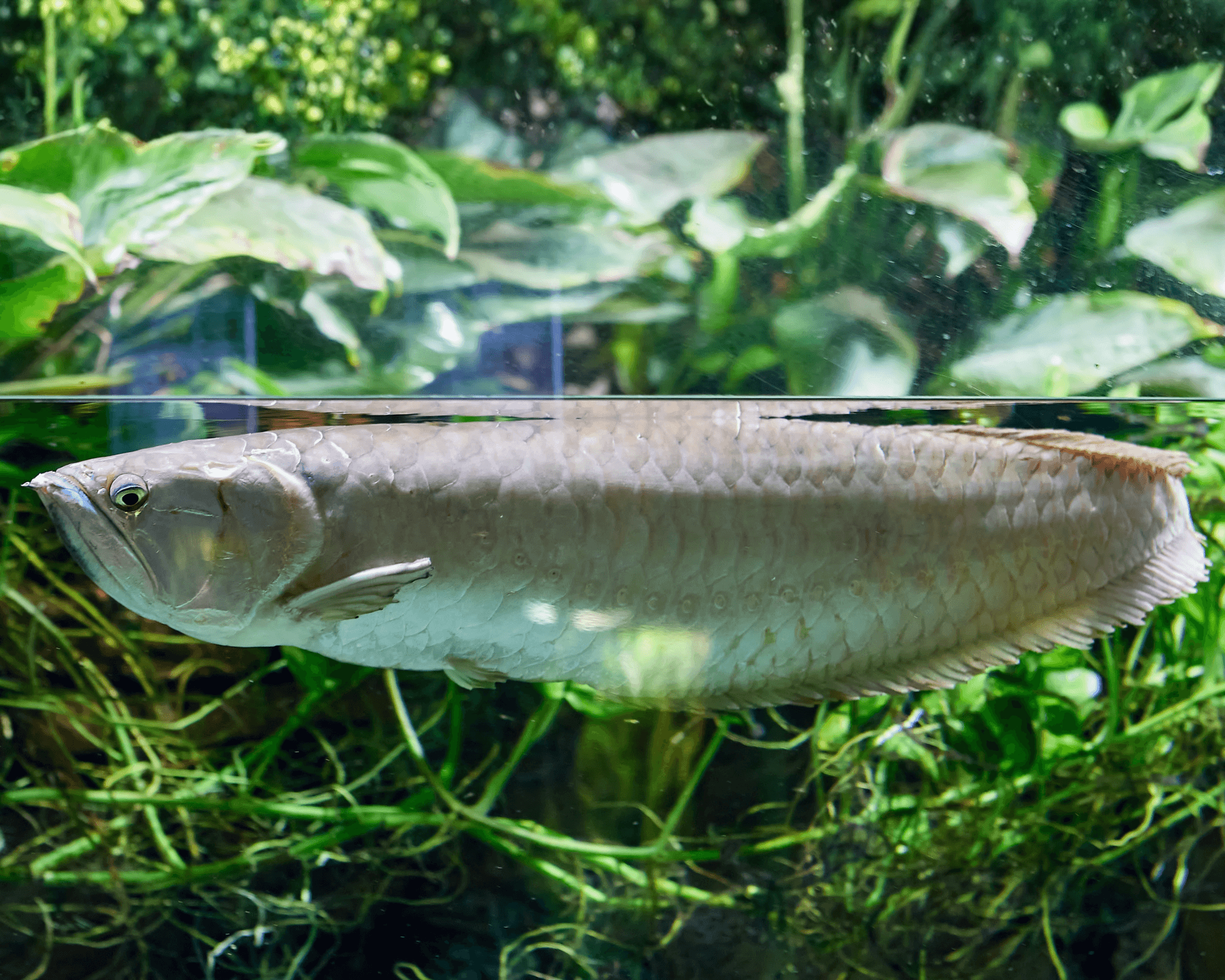 Osteoglossum bicirrhosum (Silver Arowana)